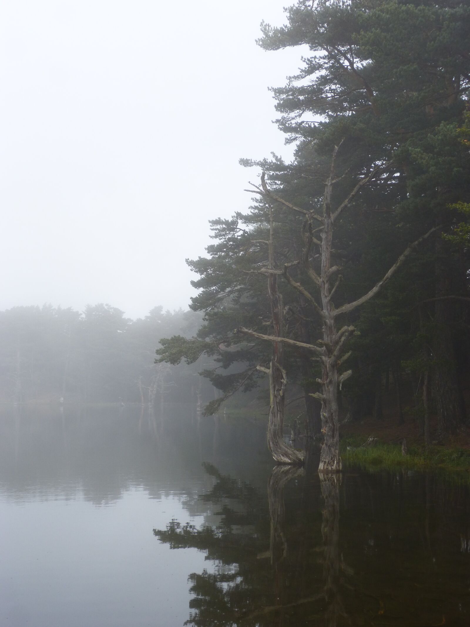 Panasonic DMC-FZ62 sample photo. Lake, fog, stump photography