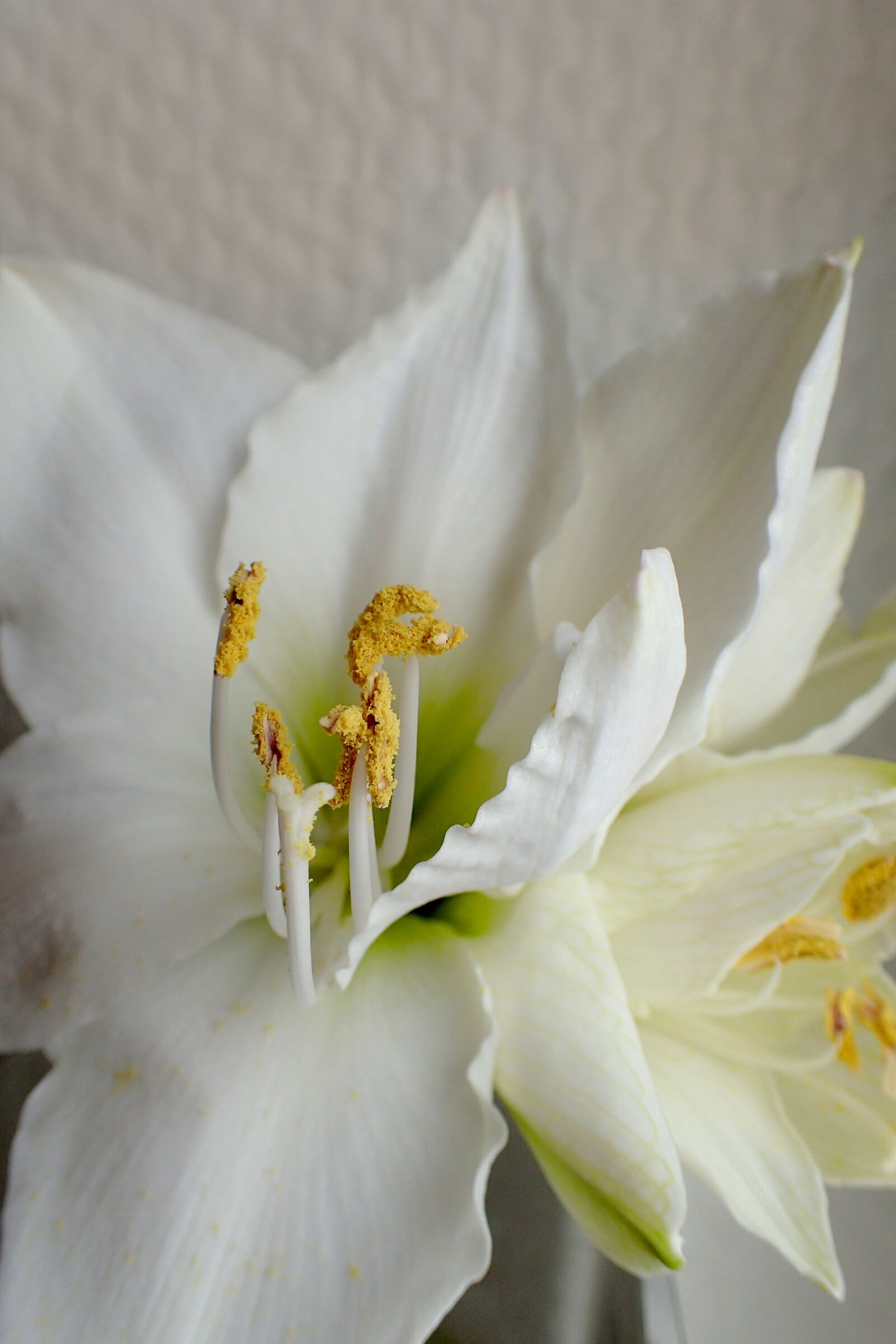 Olympus TG-3 sample photo. Flower, nature, plant photography