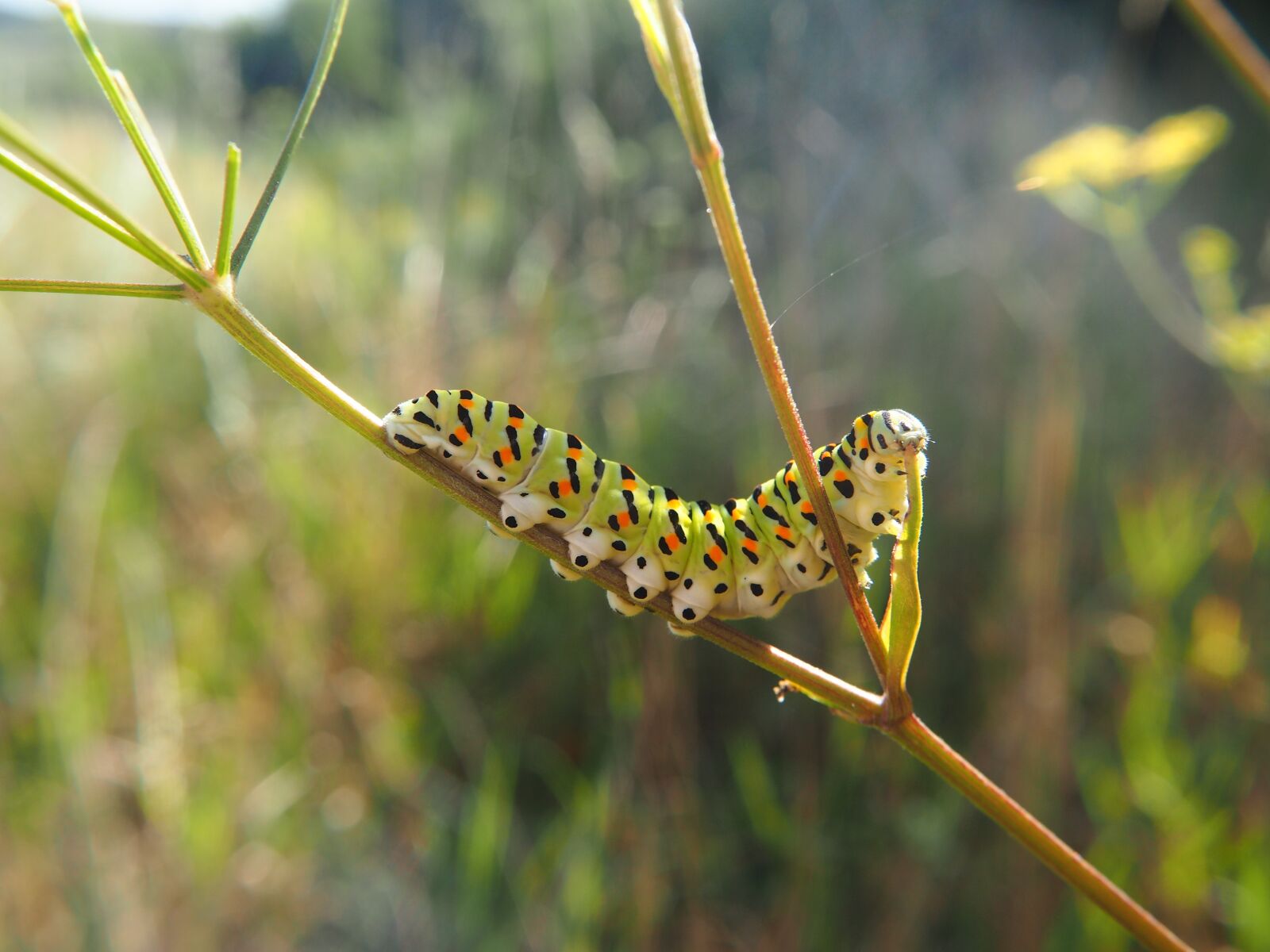 Olympus OM-D E-M10 sample photo. Caterpillar, meadow, nature photography