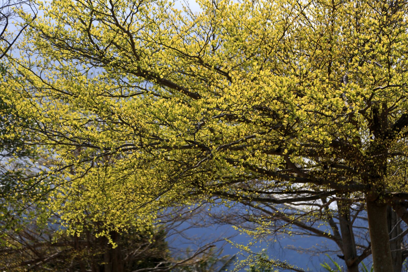 Canon EF 24-105mm F4L IS USM sample photo. Tree, landscape, nature photography
