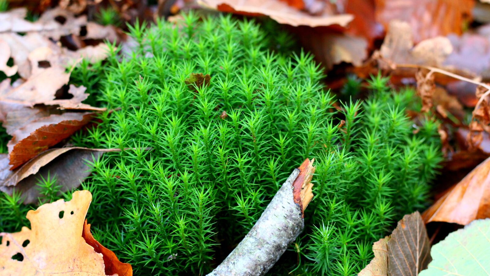 Canon EOS 60D + Canon EF 50mm F1.8 II sample photo. Moss, forest, autumn photography