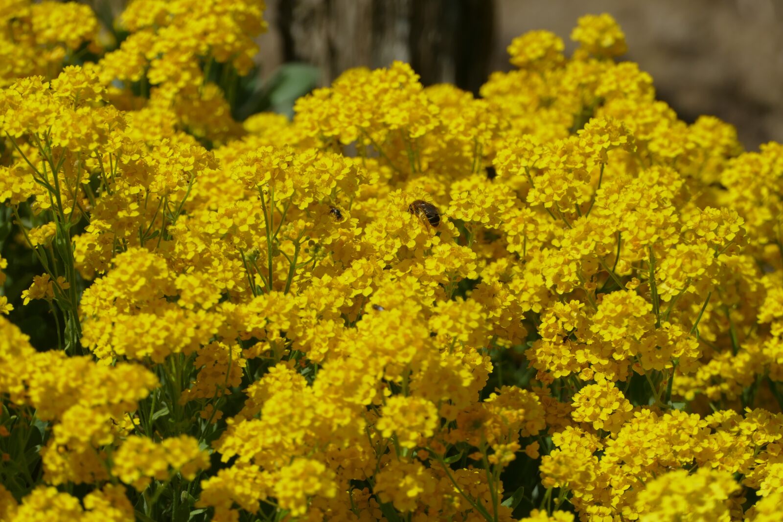 Panasonic Lumix DMC-FZ1000 sample photo. Flowers, bloom, blossom photography