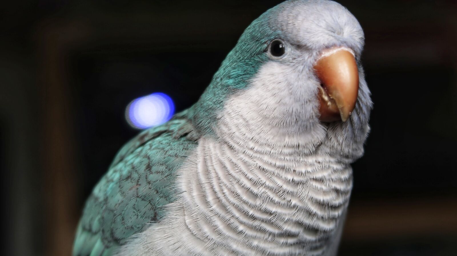 Canon PowerShot G7 X Mark II sample photo. Quaker, bird, parrot photography