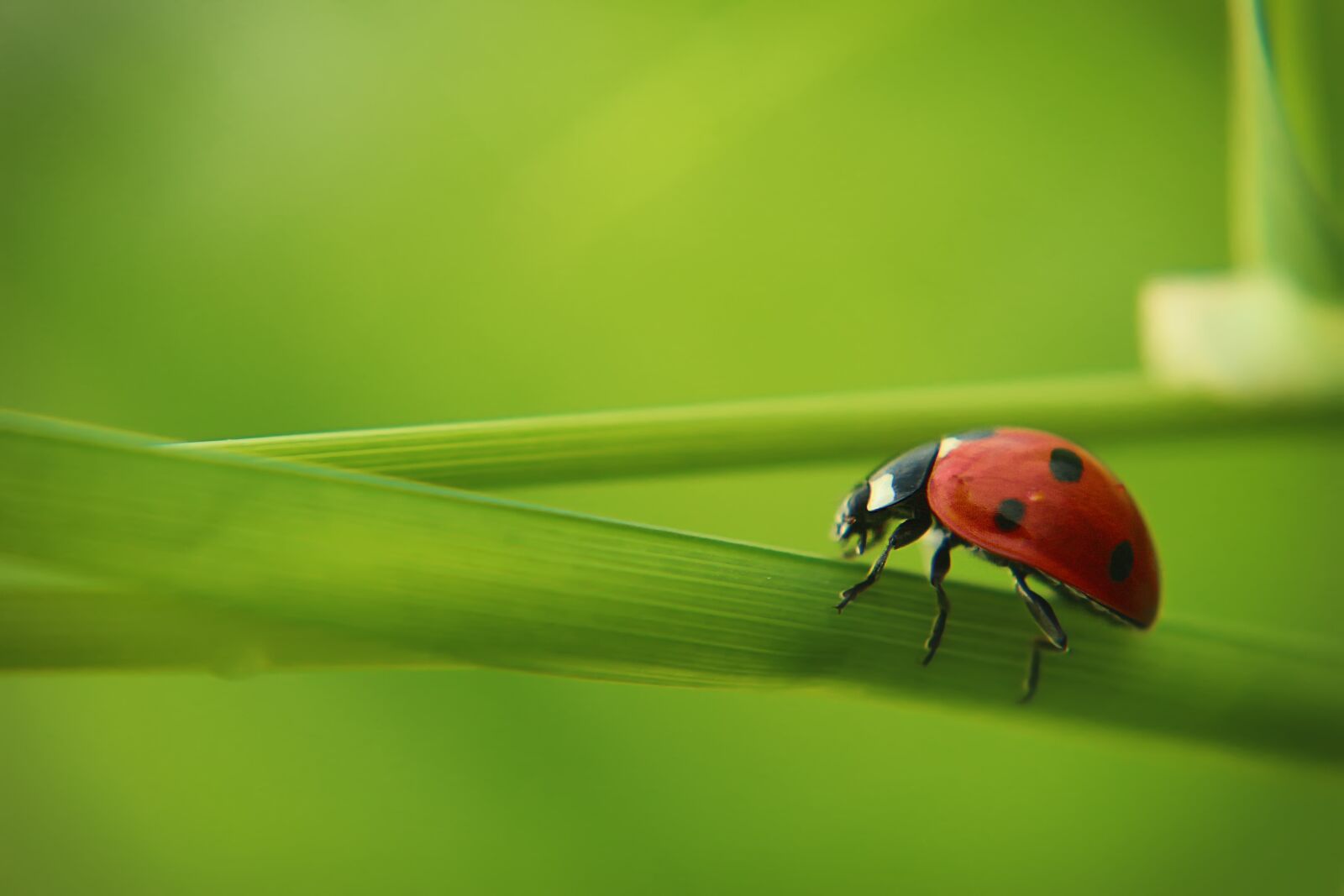 Canon EOS 650D (EOS Rebel T4i / EOS Kiss X6i) sample photo. Ladybug, grass, nature photography