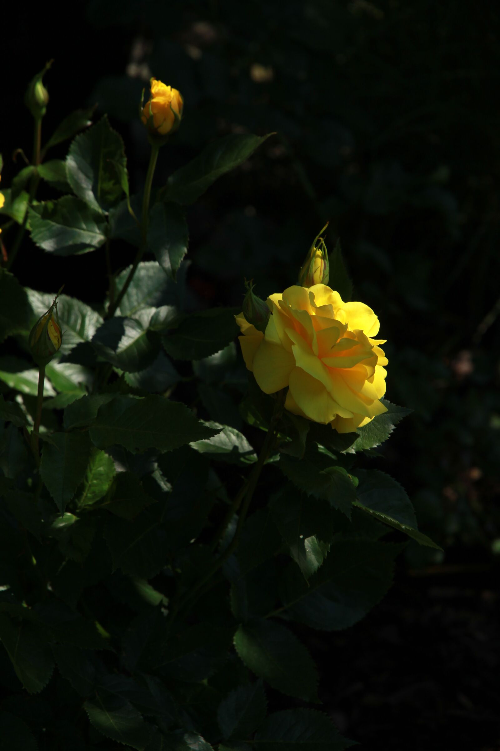 Canon EOS 7D sample photo. Ros, yellow, leaf photography