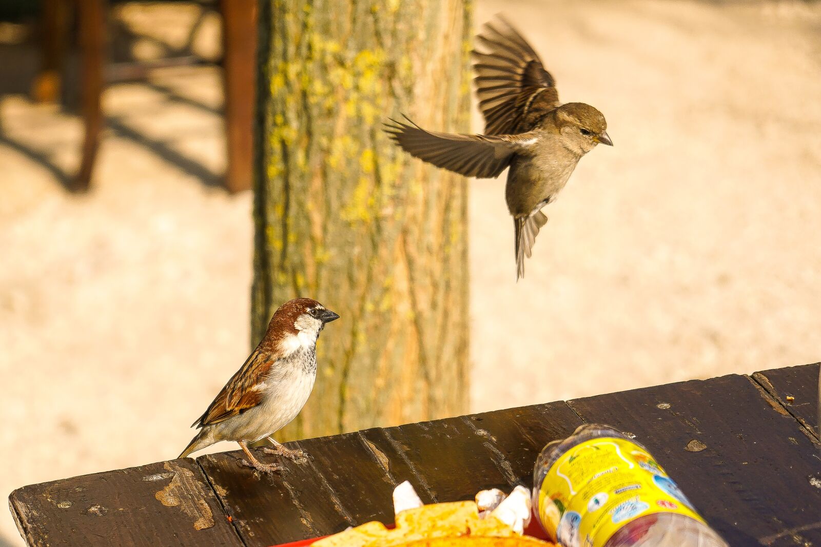 Sony a6500 + Sony Vario-Tessar T* E 16-70mm F4 ZA OSS sample photo. Birds, nature, outdoors photography