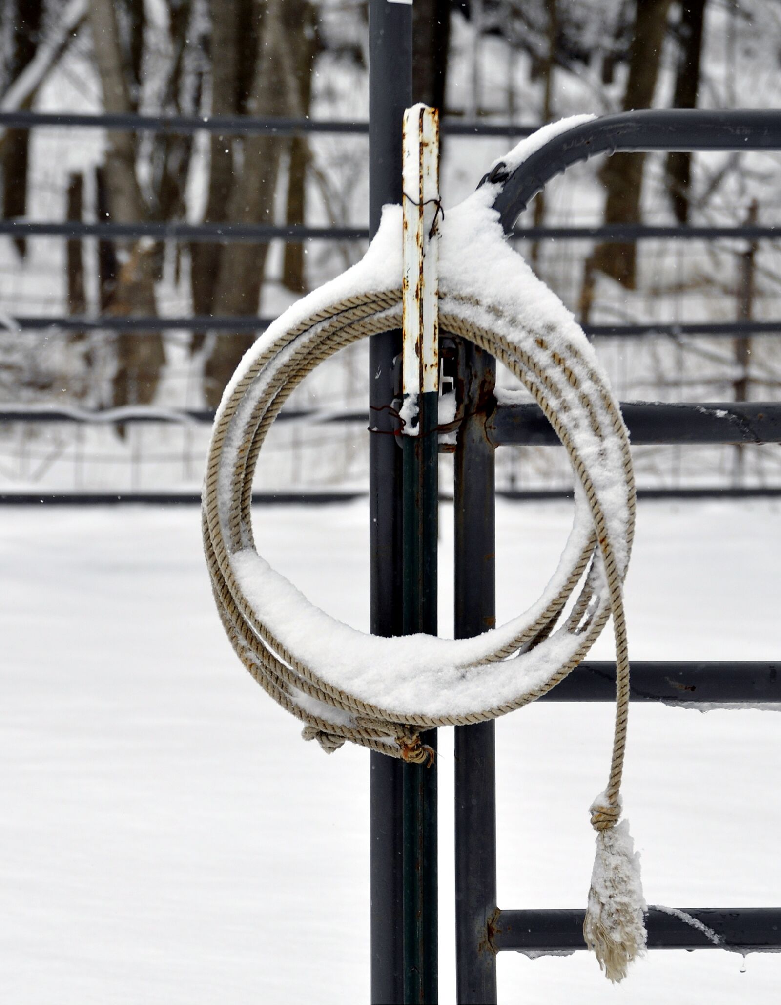 Nikon D5000 sample photo. Lariat rope, snow covered photography