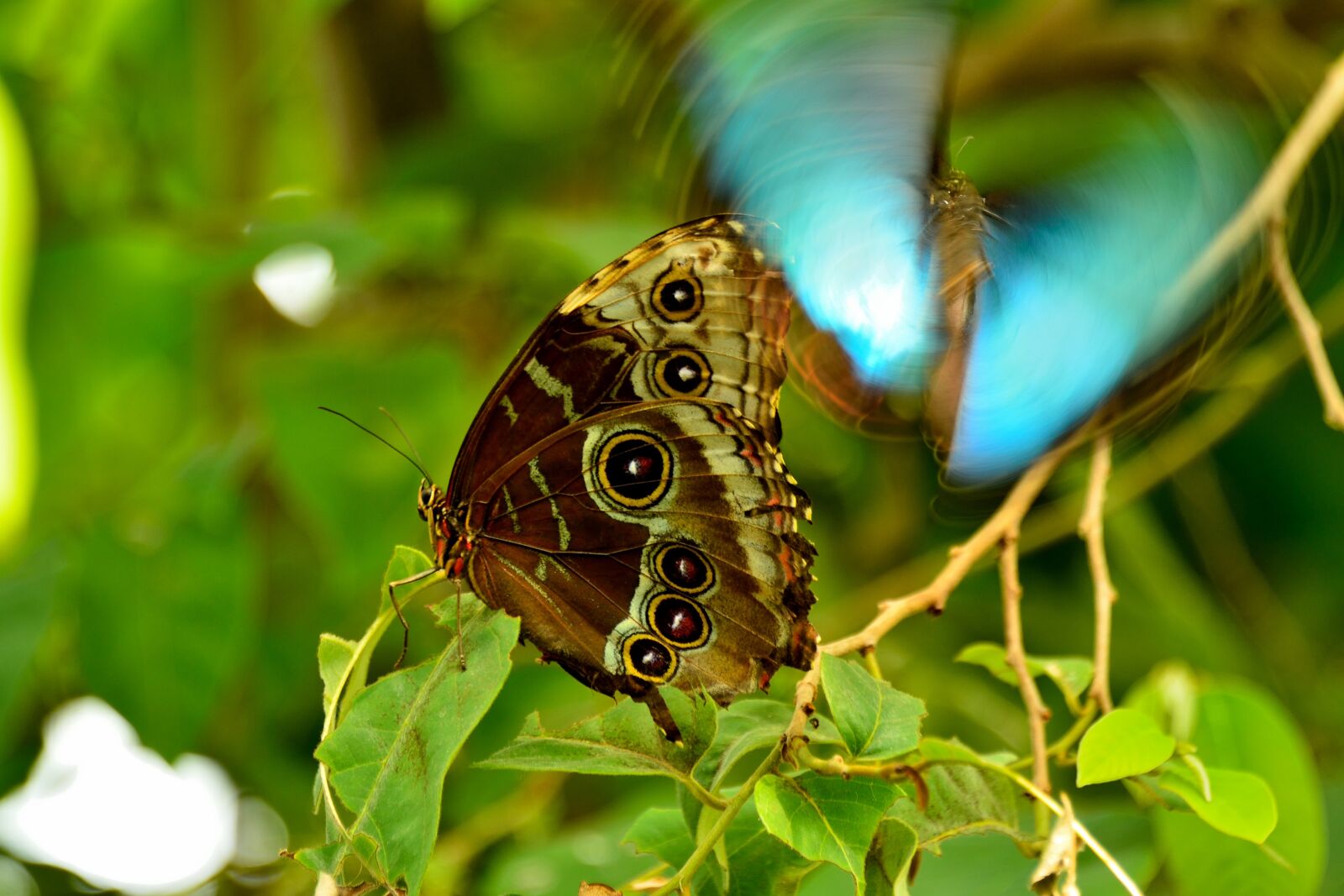 Nikon D800 sample photo. Butterfly, mainau, lake constance photography