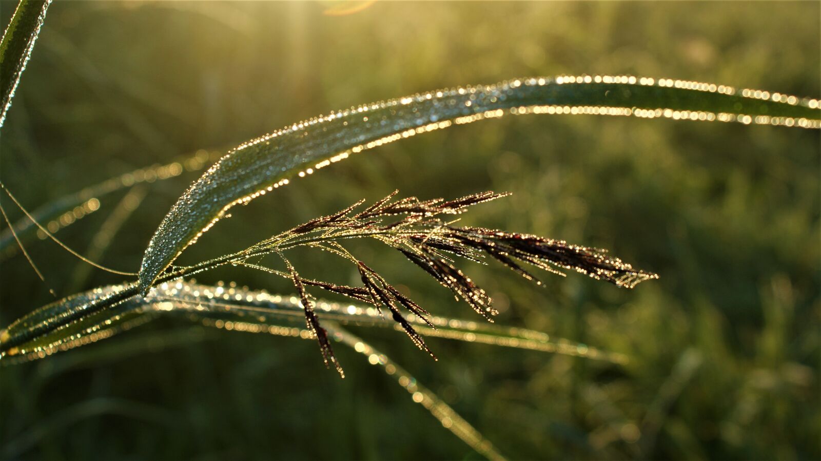Sony Alpha DSLR-A350 sample photo. Dew, grass, morning photography