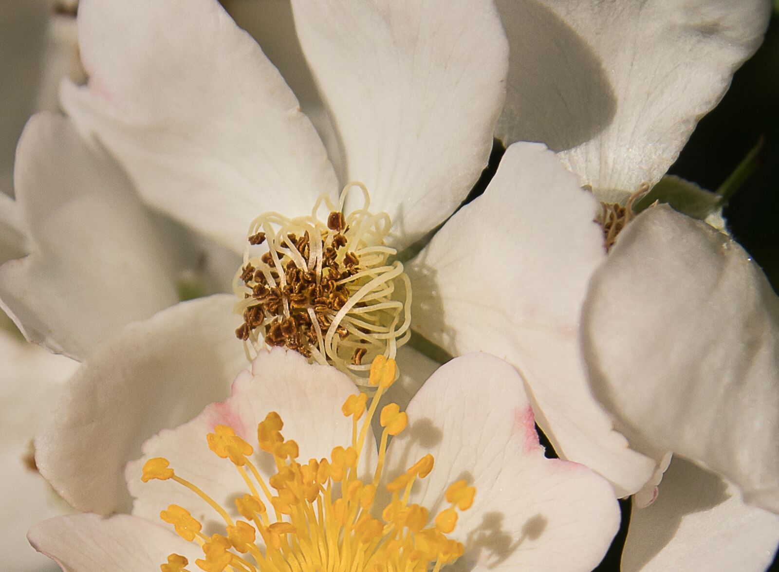 Canon EOS 80D sample photo. Flower, blossom, bloom photography