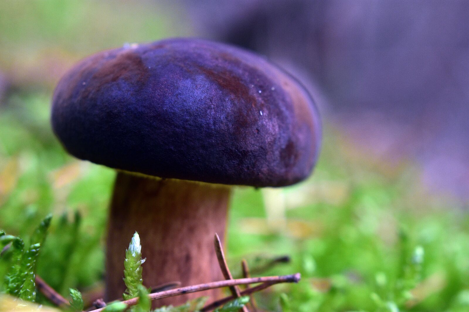 Nikon D3400 sample photo. Mushroom, mushrooms, autumn photography
