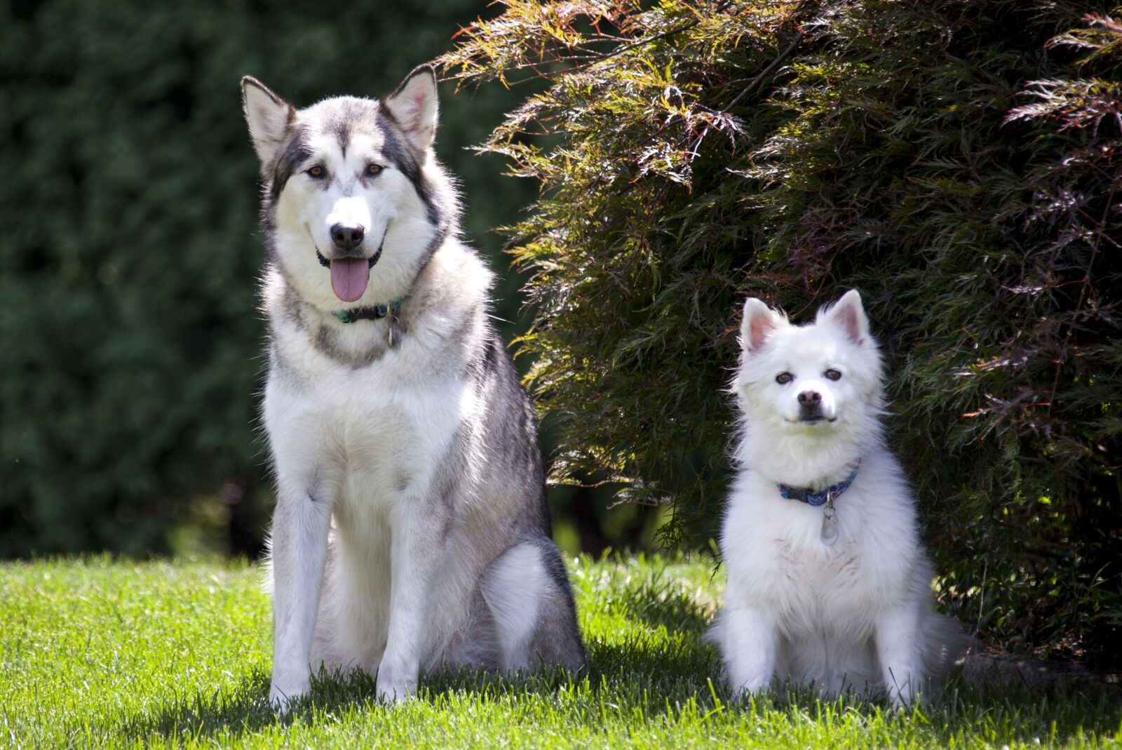 Canon EOS 5D Mark II sample photo. Dogs, malamute, eskimo photography