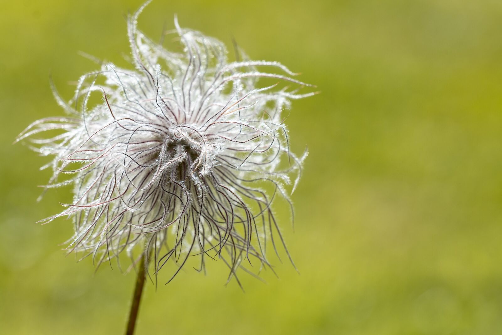 Nikon D7100 sample photo. Flower, faded, plant photography
