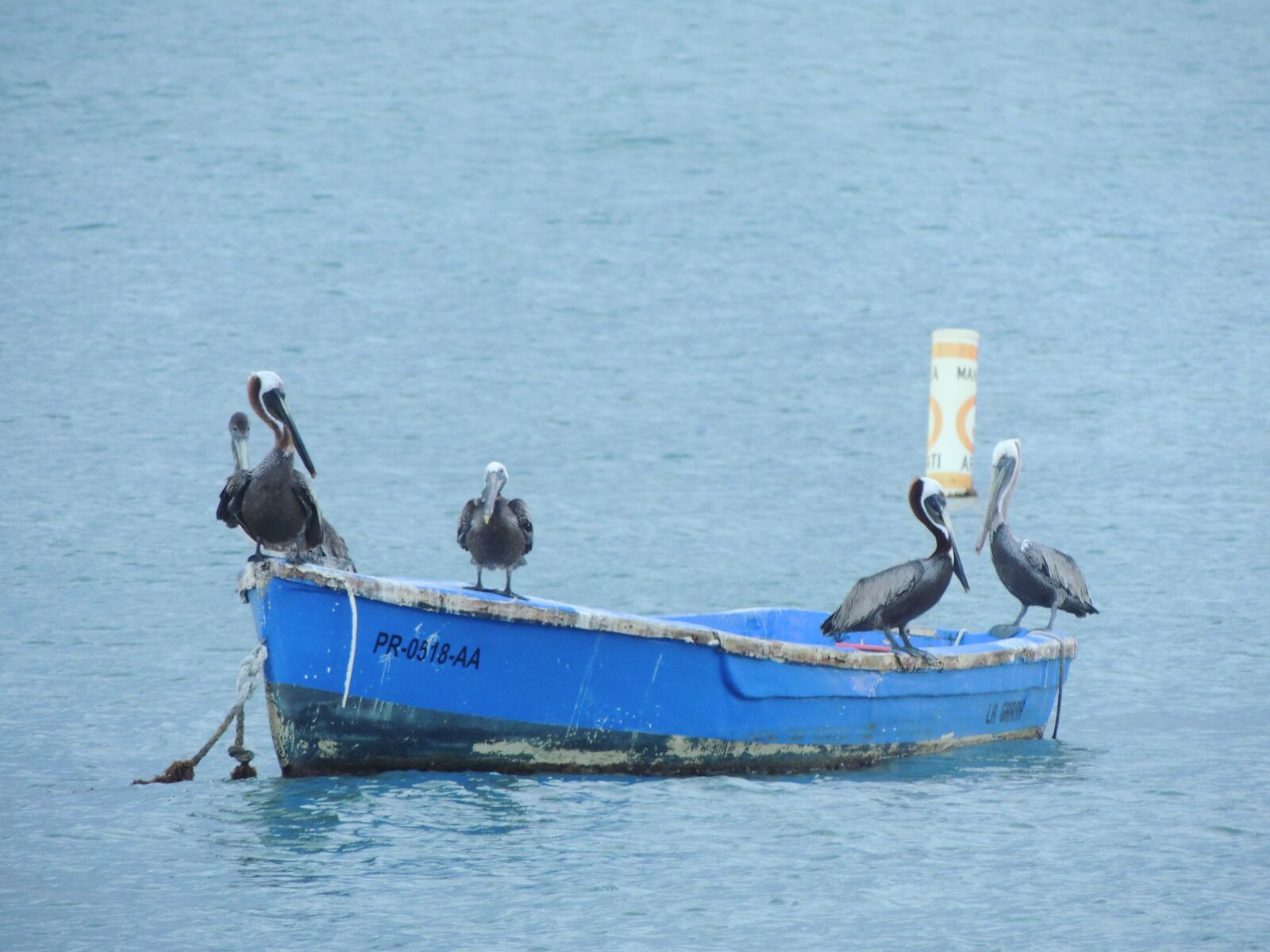 Nikon Coolpix P510 sample photo. Pelican, sea, nature photography