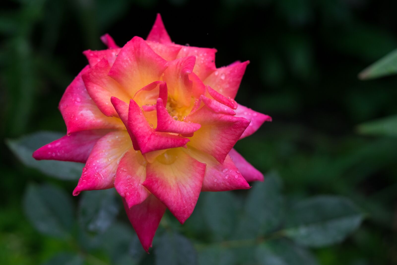 Nikon D3300 sample photo. Rose, flower, garden photography