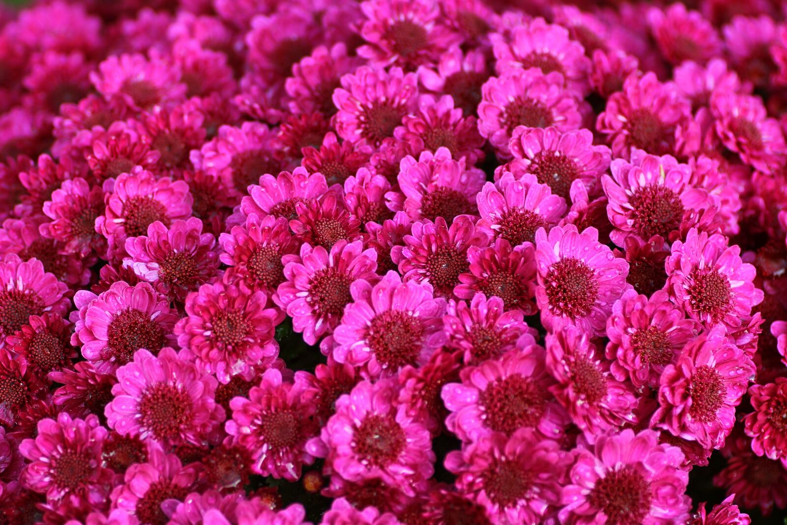 Tamron SP 90mm F2.8 Di VC USD 1:1 Macro sample photo. Flowers, sea of flowers photography