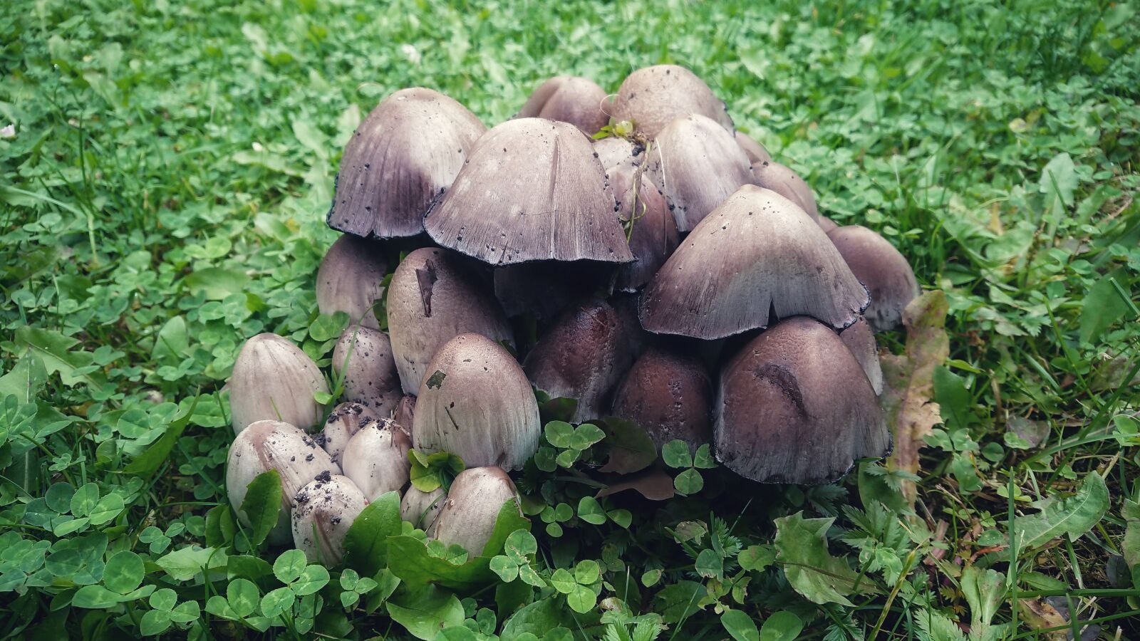Sony Xperia XZ Premium sample photo. Mushrooms, grass, not photography