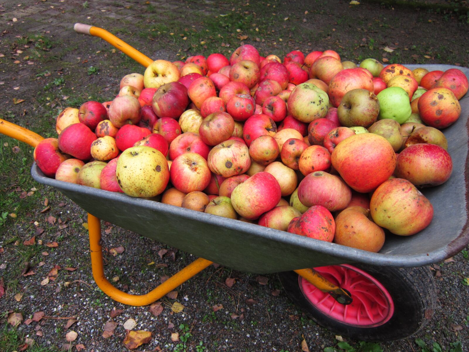 Canon PowerShot A3300 IS sample photo. Apples, barrow, fruits, green photography