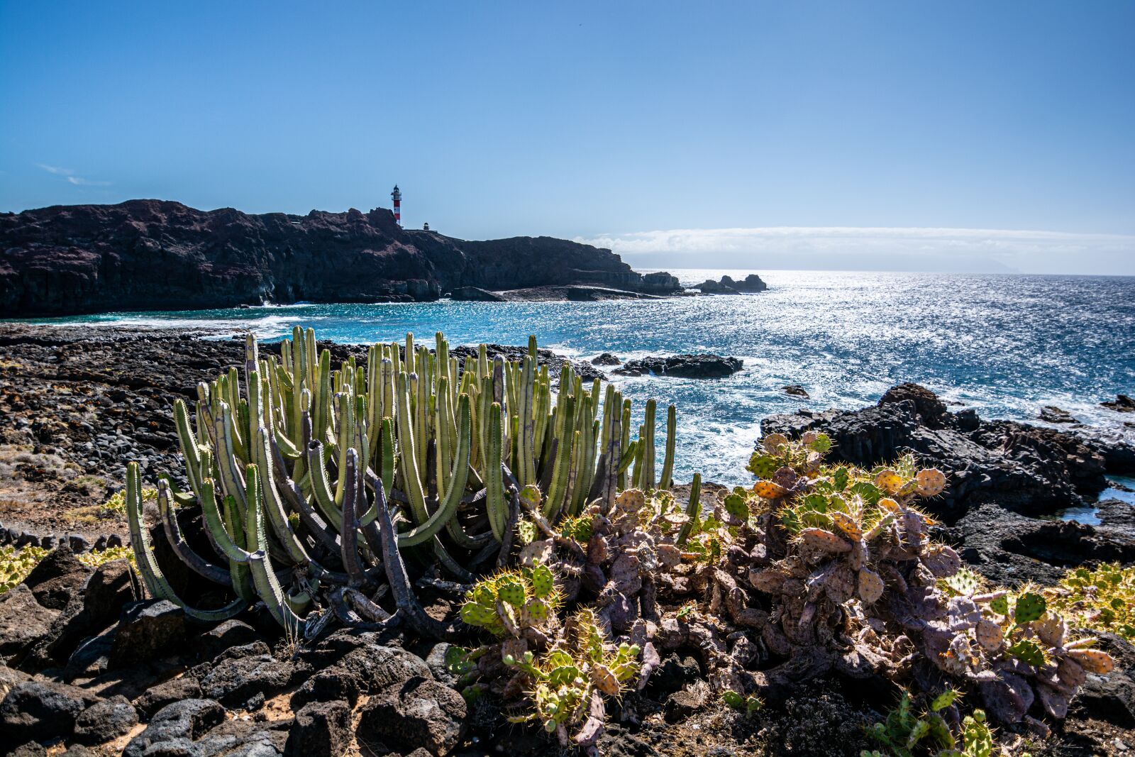 Nikon D7100 sample photo. Cactus, beach, ocean photography