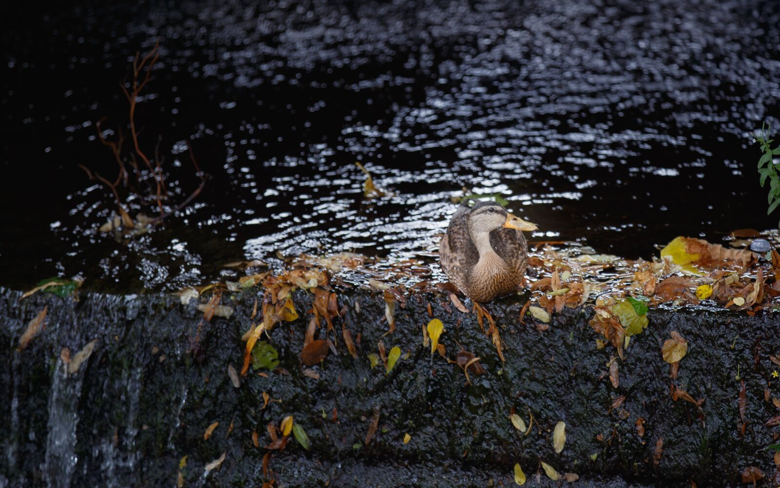 Canon EOS 6D sample photo. Duck, water, nature photography