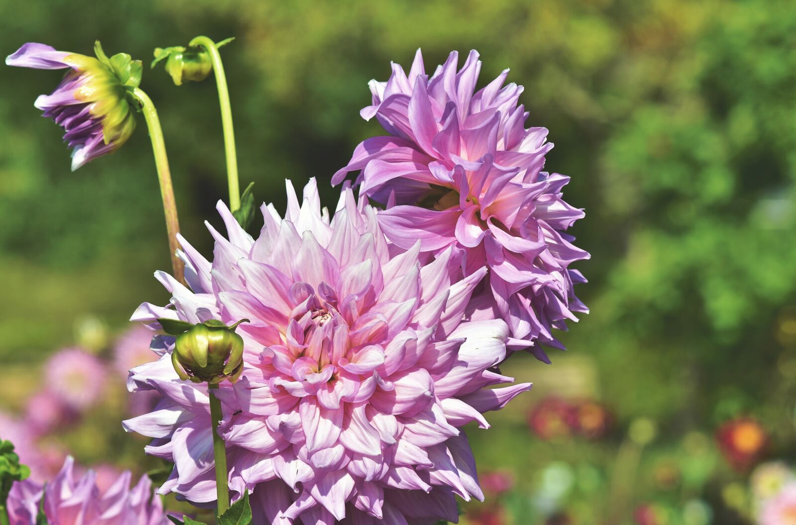 Nikon D7200 sample photo. Dahlia, dahlias bud, flower photography