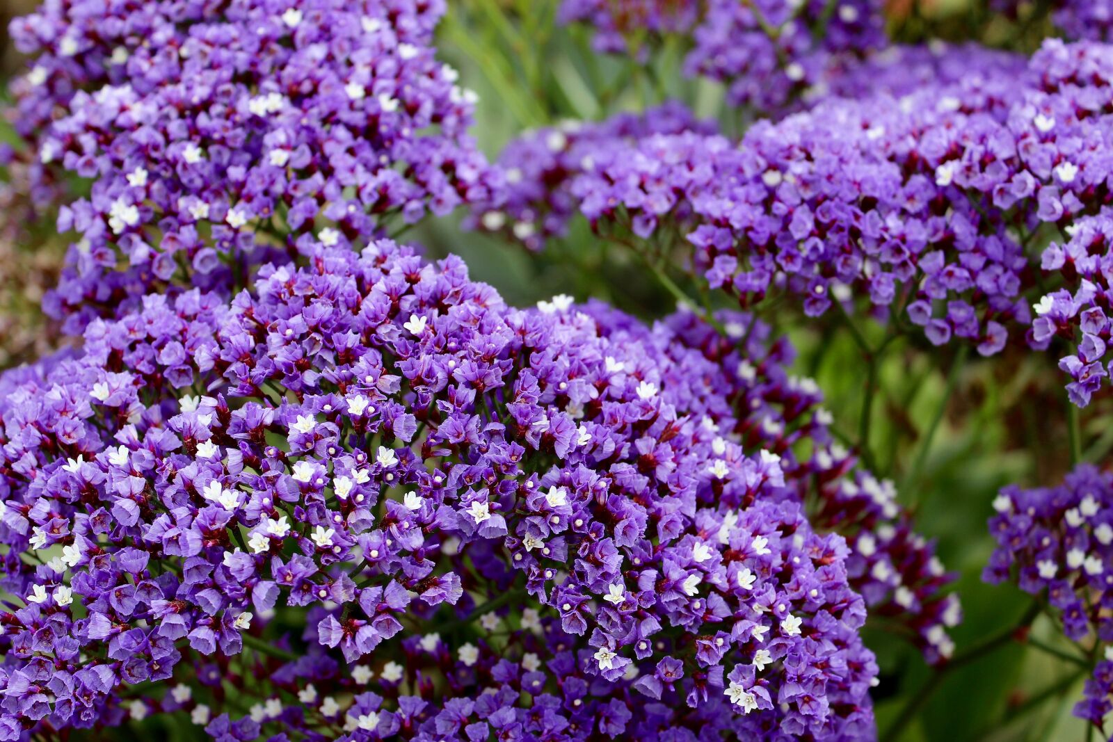 Canon EOS 1300D (EOS Rebel T6 / EOS Kiss X80) sample photo. Flowers, purple, flowers photography