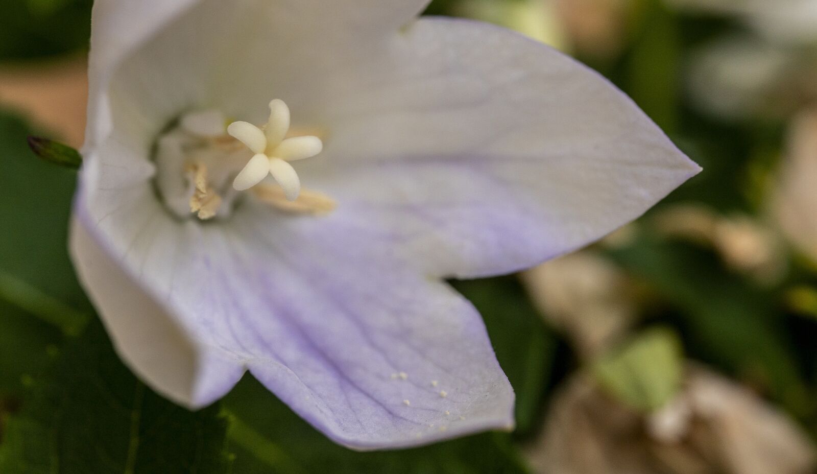 Sony a7S II sample photo. Flower, violet, white photography