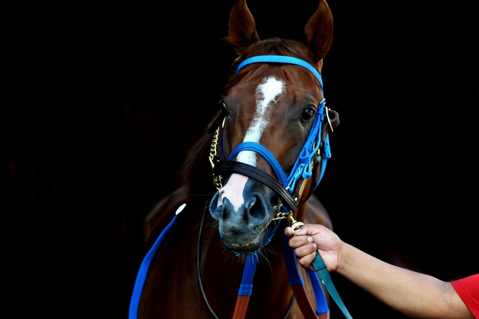 Nikon D3100 sample photo. Arlington park, arlington, race photography