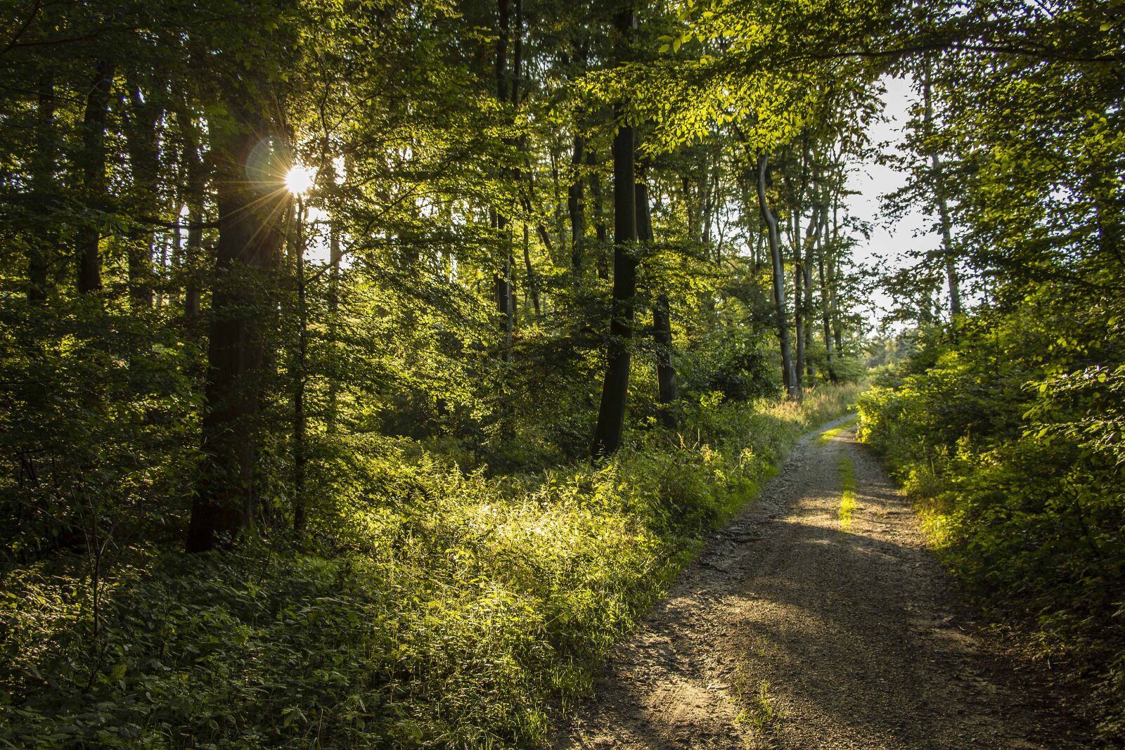 Canon EOS 700D (EOS Rebel T5i / EOS Kiss X7i) sample photo. Forest, forest road, trees photography