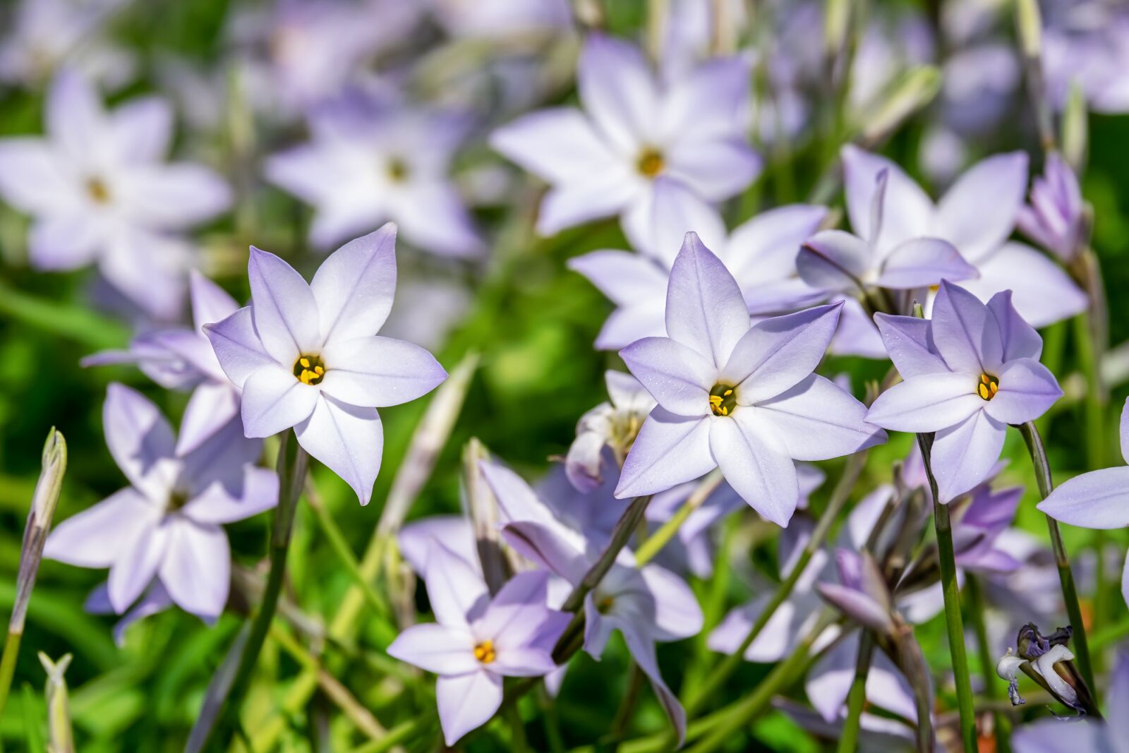 Fujifilm XF 55-200mm F3.5-4.8 R LM OIS sample photo. Starflower, flowers, blue photography