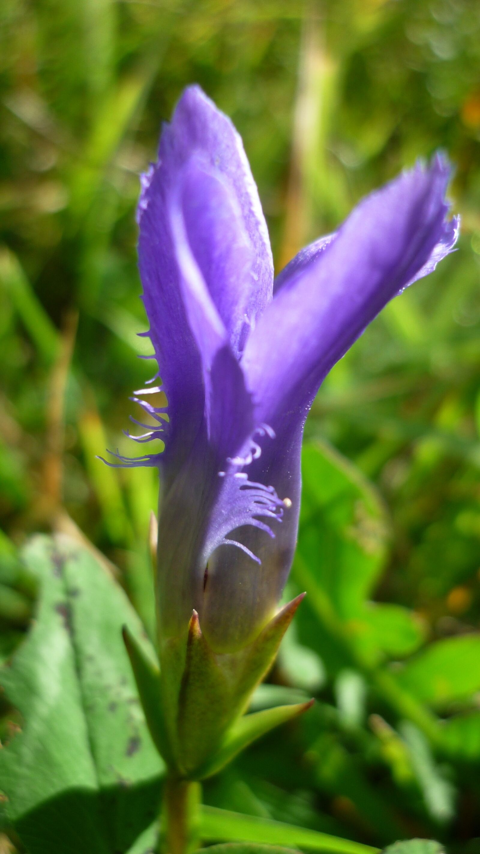 Panasonic Lumix DMC-FS6 sample photo. Fringed gentian, flower, blue photography