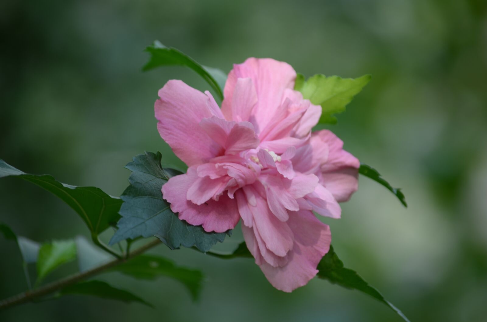 Nikon D5100 sample photo. Plant, flower, nature photography