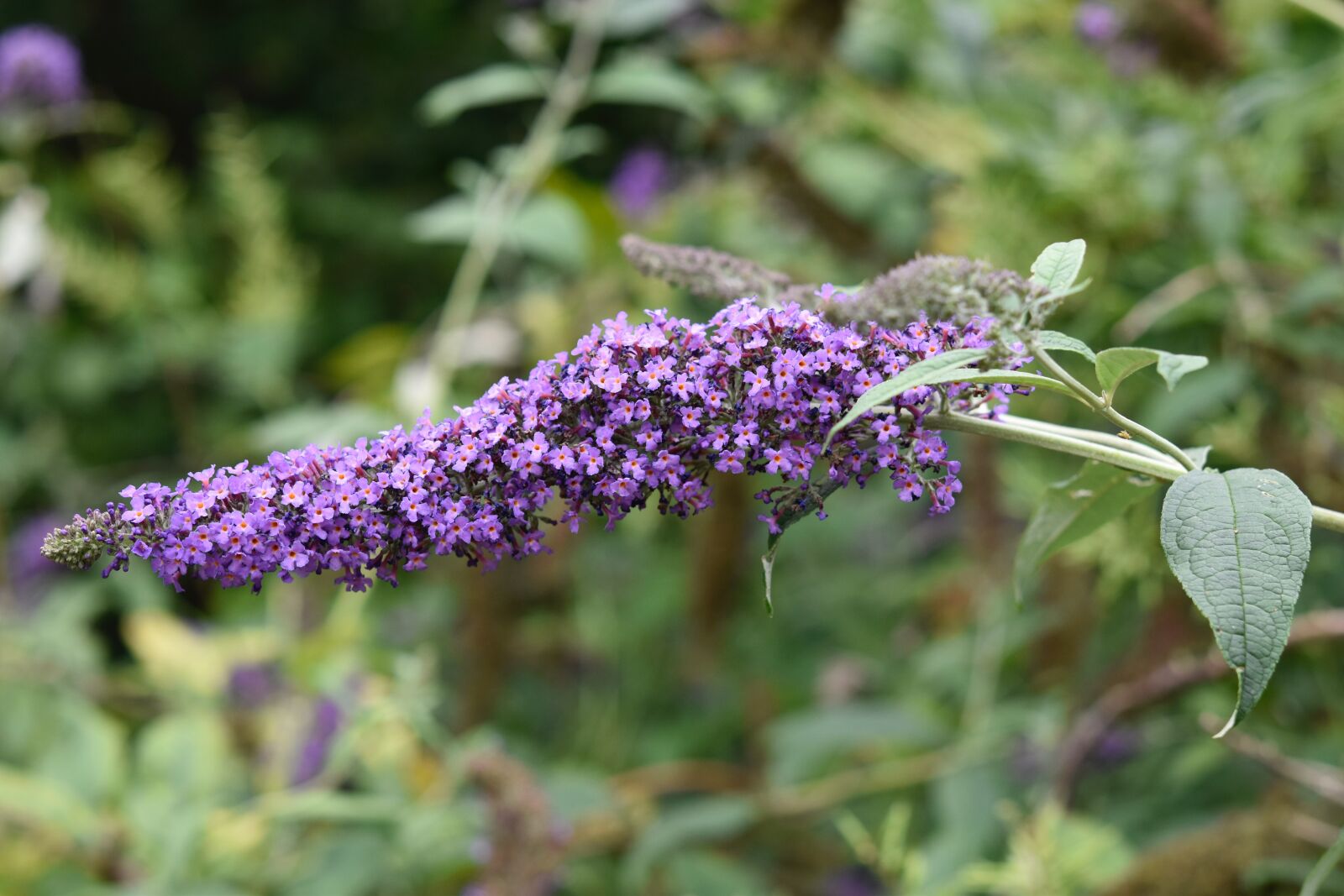 Nikon D5600 sample photo. Flower, tree butterfly, shrub photography