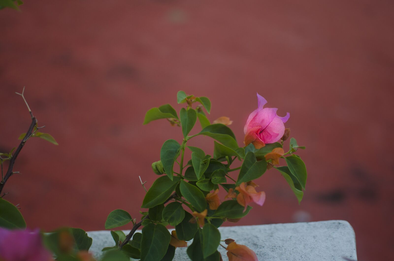 Nikon D5100 sample photo. Bougainvillea, flower, garden photography