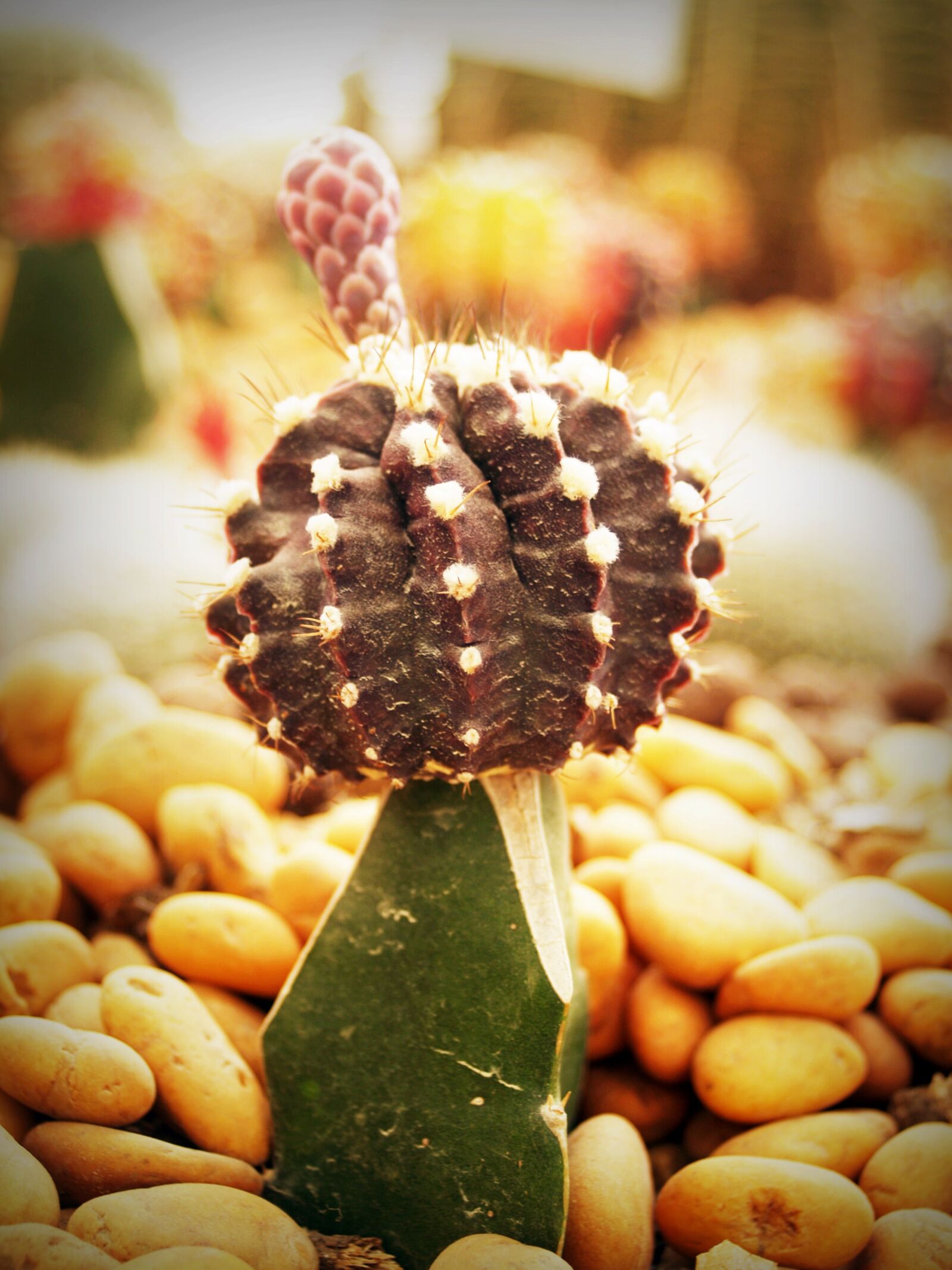 Olympus E-300 (EVOLT E-300) sample photo. Cactus, close, up, colors photography