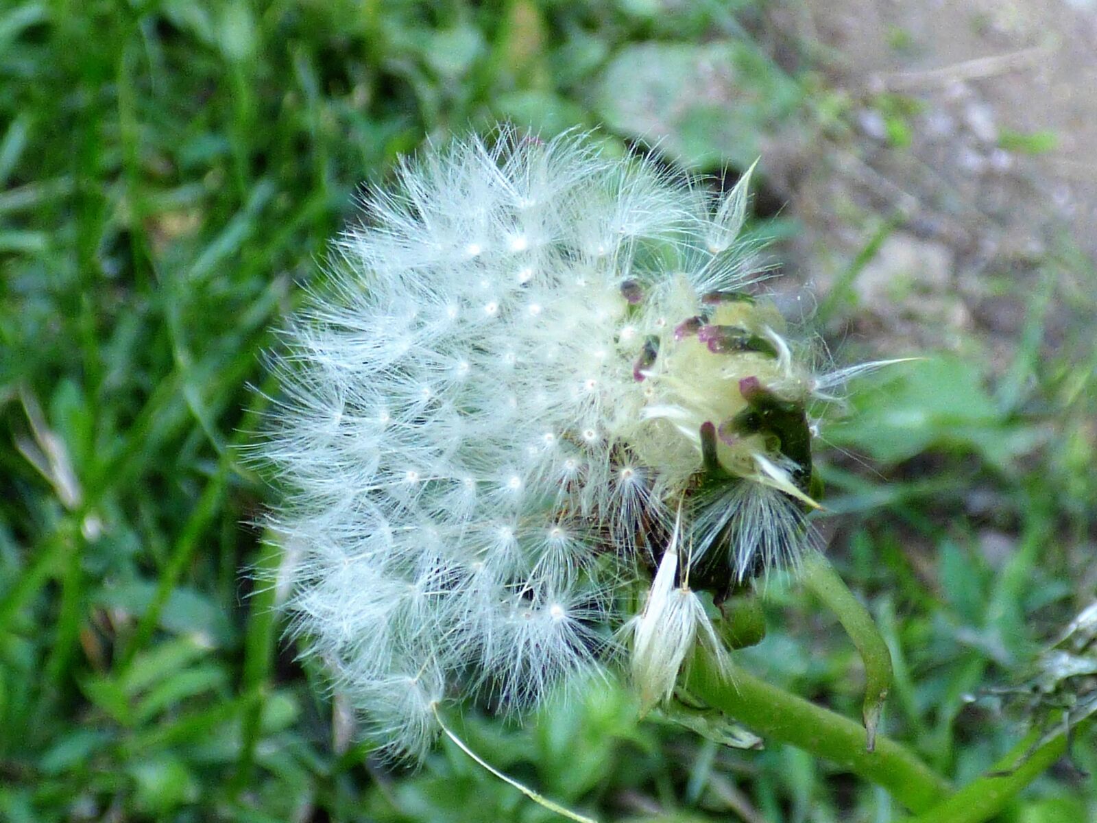 Panasonic DMC-FZ72 sample photo. Autum, flower, green photography