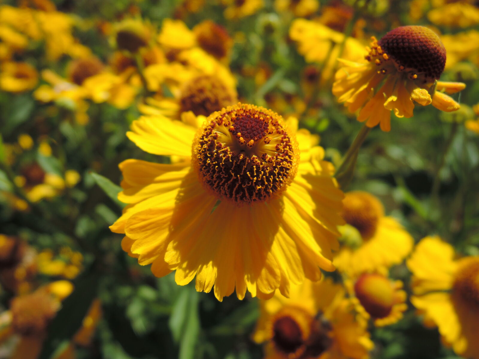 Nikon Coolpix P330 sample photo. Flower, macro, flower, yellow photography