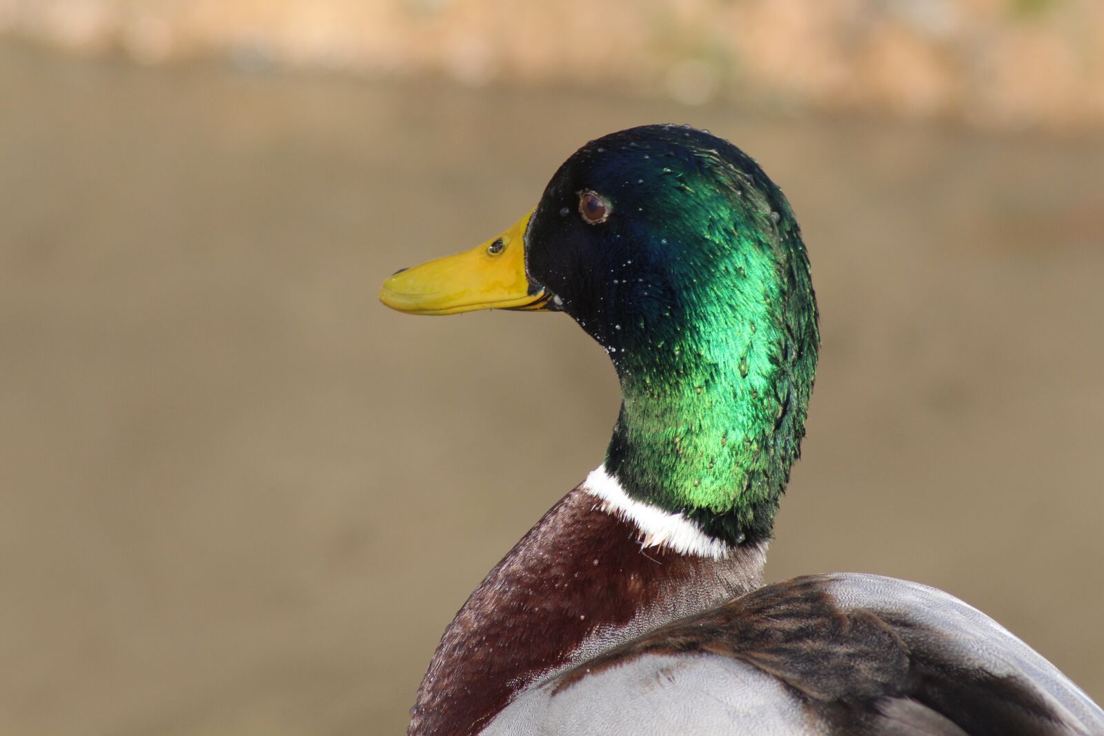 Canon EOS 700D (EOS Rebel T5i / EOS Kiss X7i) sample photo. Duck, bird, animal photography
