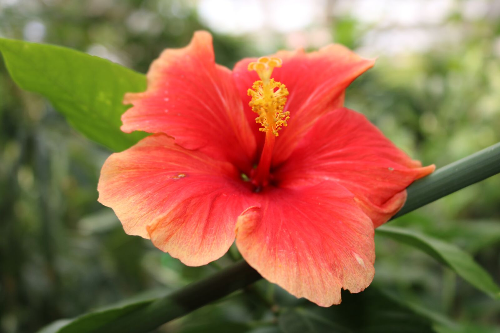 Canon EOS 750D (EOS Rebel T6i / EOS Kiss X8i) sample photo. Hibiscus, red, orange photography