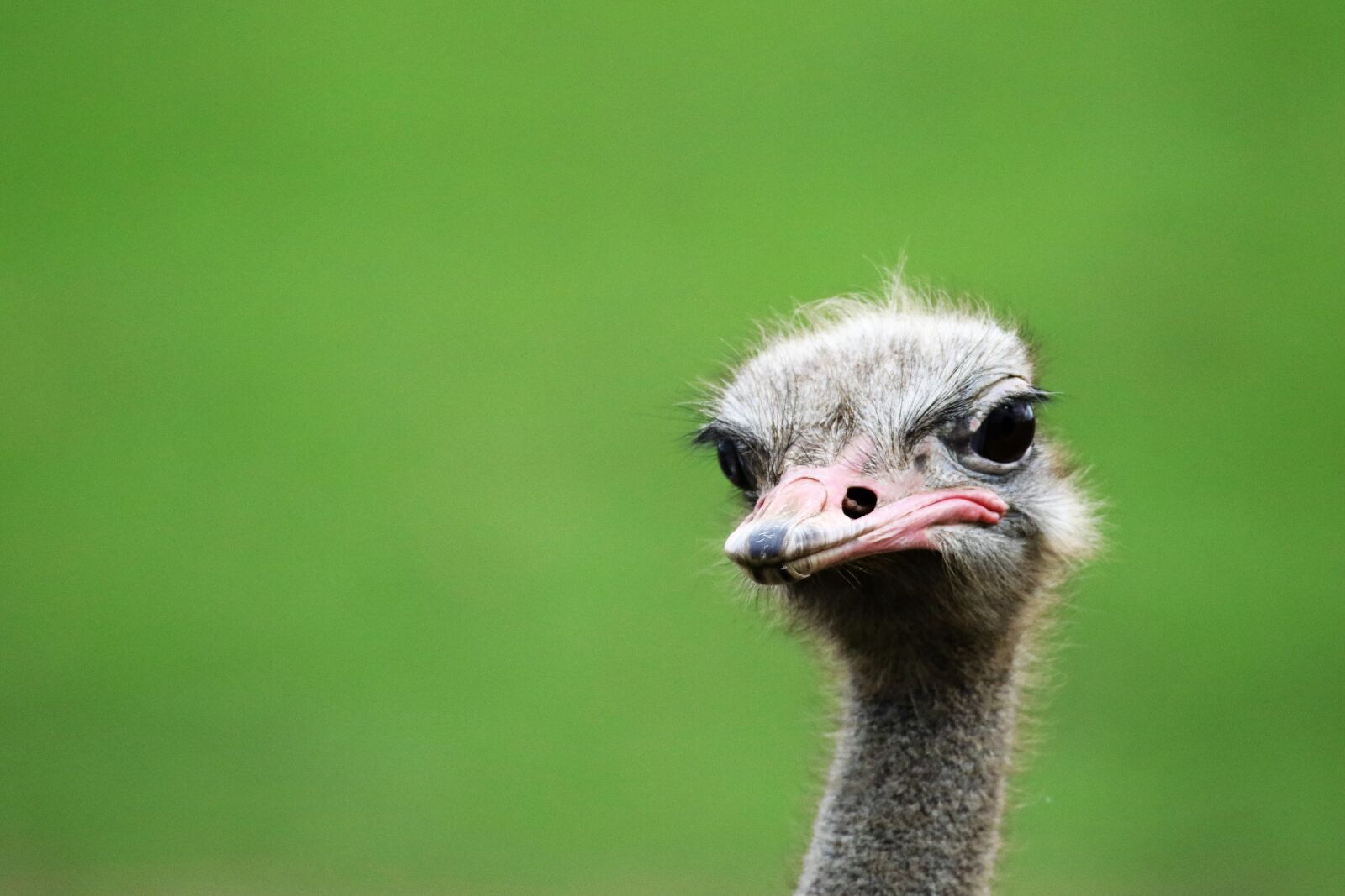 Canon EOS 7D Mark II sample photo. Ostrich, bird portrait, portrait photography