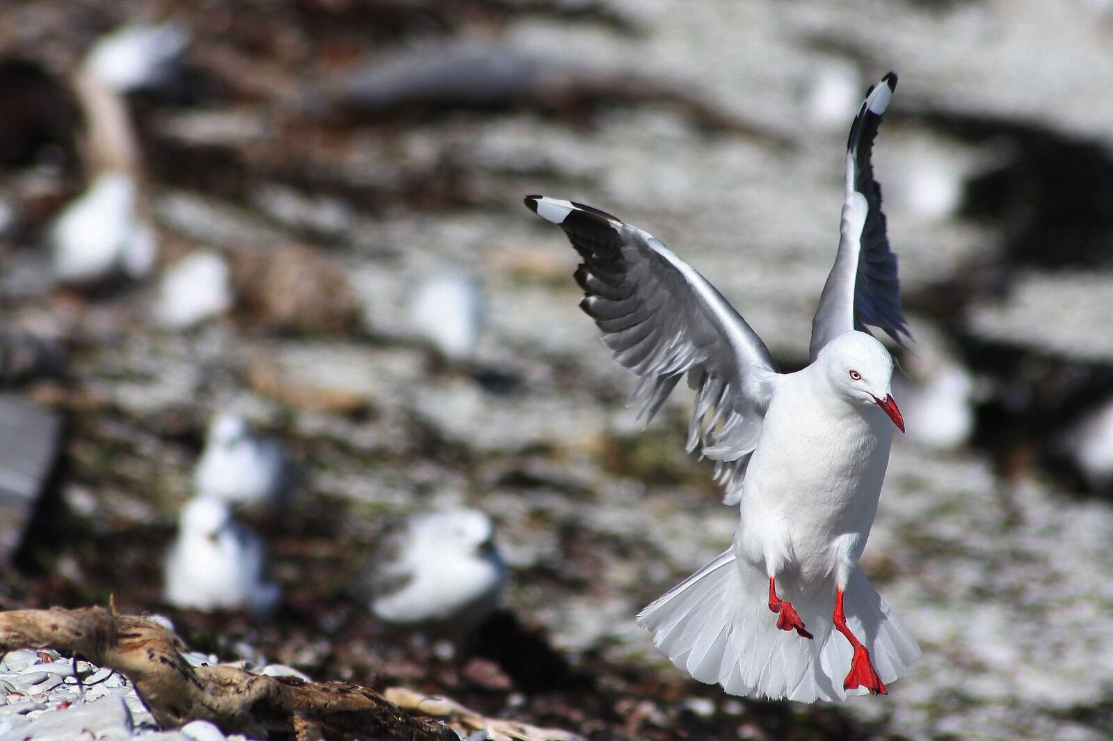 Canon EOS 40D sample photo. Nature, animal world, bird photography