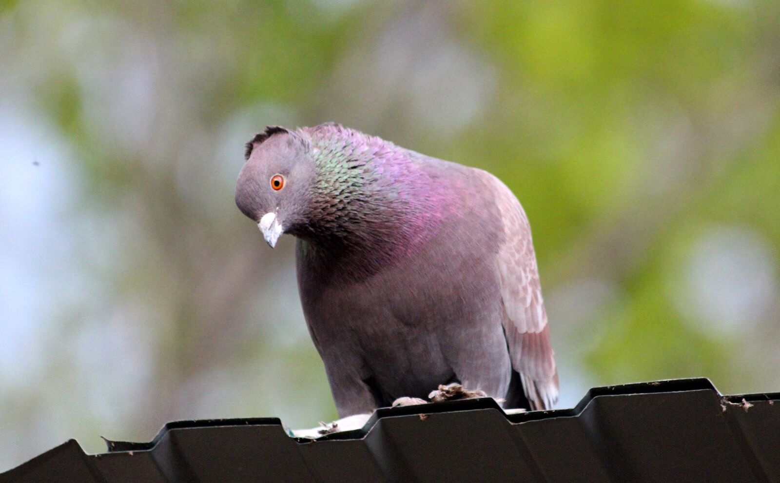 Canon EOS 650D (EOS Rebel T4i / EOS Kiss X6i) sample photo. Dove, domestic pigeon, bird photography