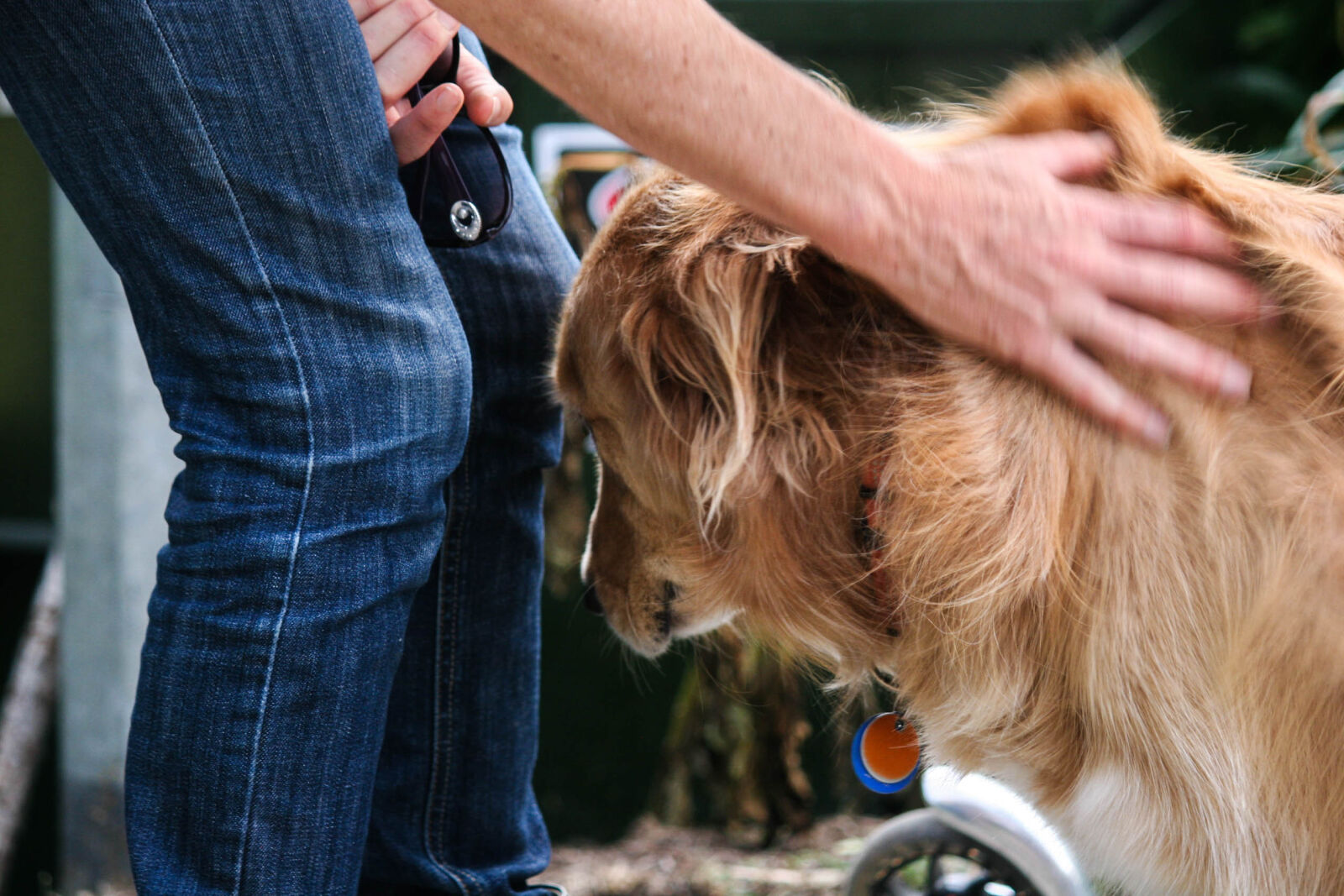 Canon EOS 20D sample photo. Dog, dog, being, petted photography