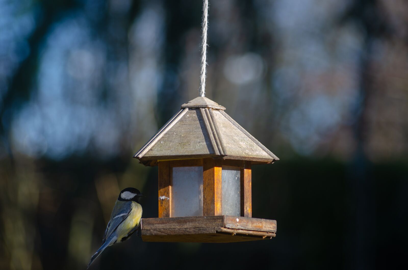 Nikon D7000 sample photo. Tit, blue, bird photography