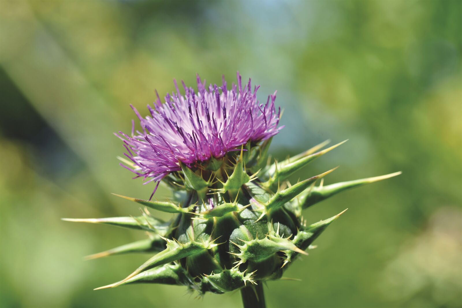 Nikon D7200 sample photo. Thistle, common donkey thistle photography