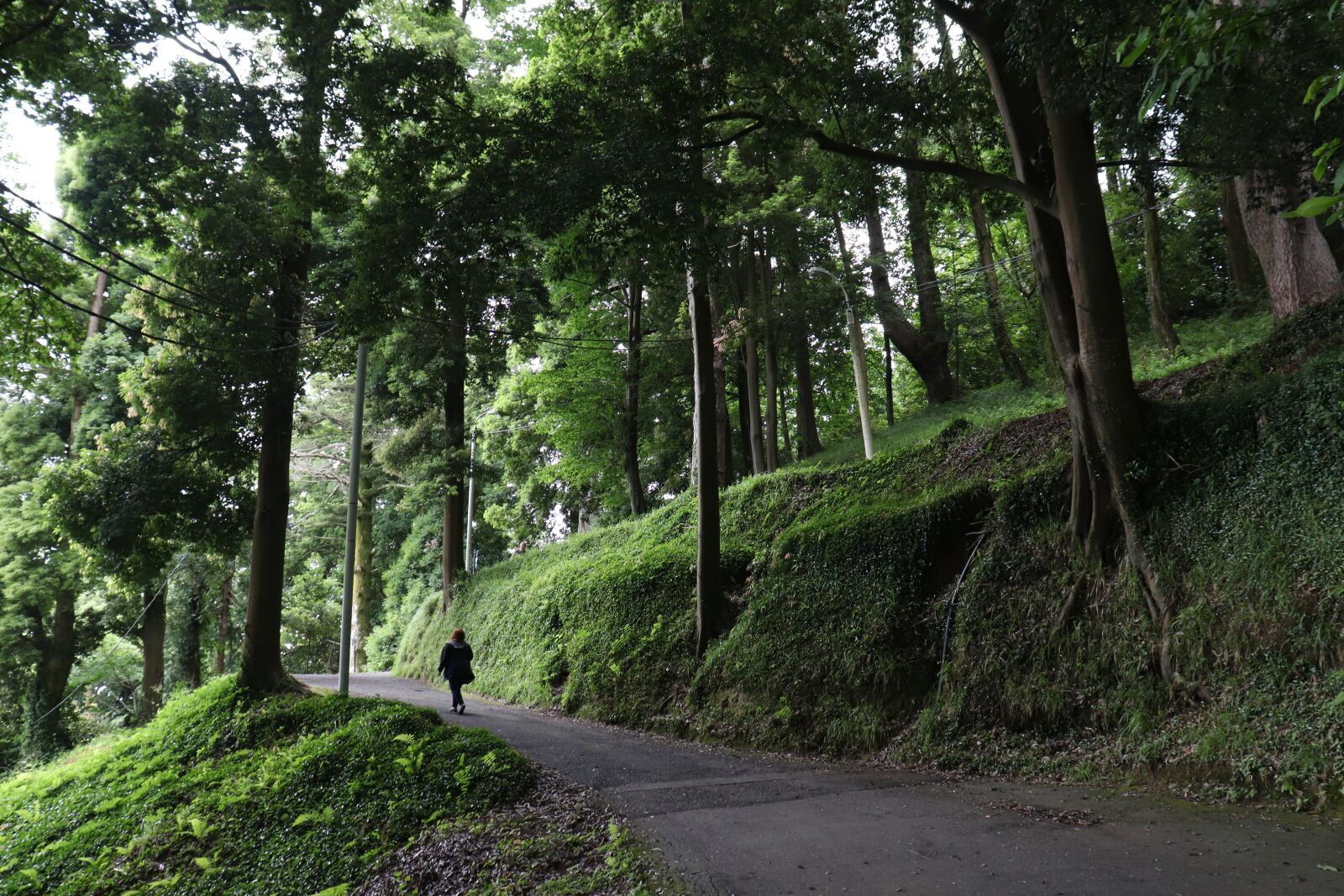 Canon EOS 200D (EOS Rebel SL2 / EOS Kiss X9) sample photo. Nature, forest, route photography