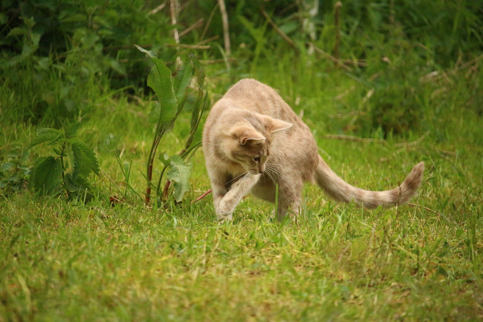 Canon EOS 100D (EOS Rebel SL1 / EOS Kiss X7) sample photo. Cat, mieze, kitten photography