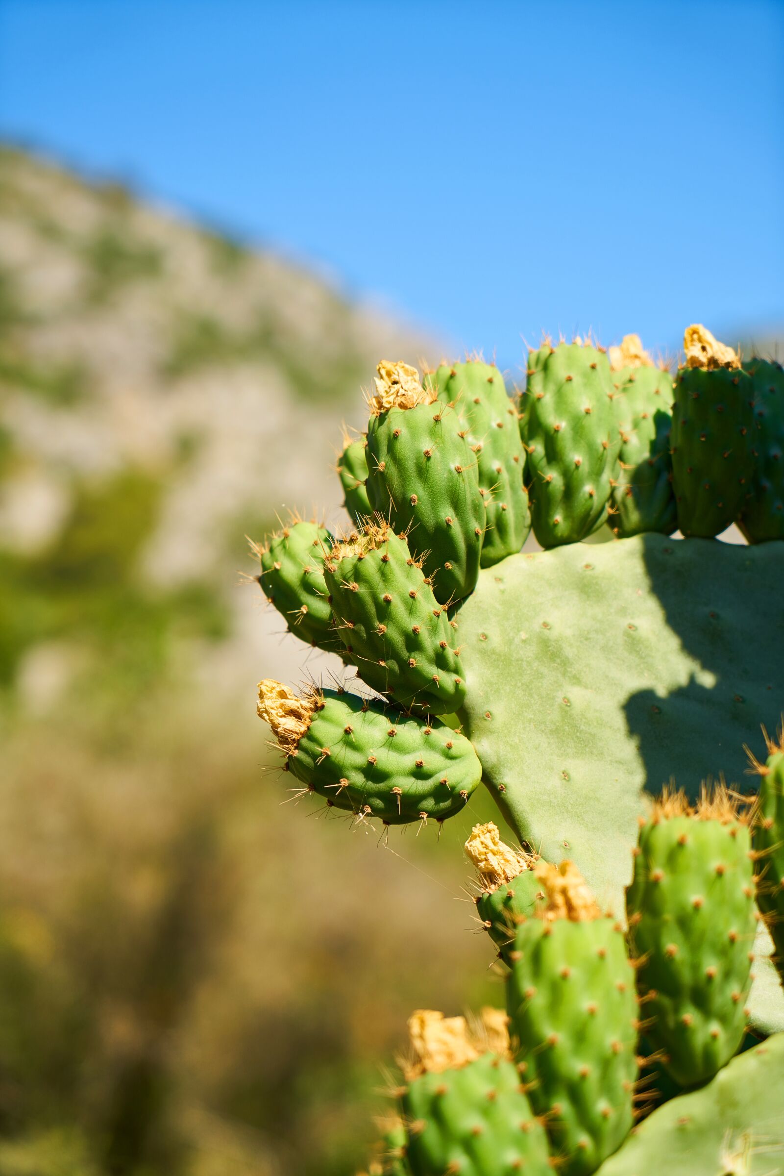 Sony a7R II + Sony Vario Tessar T* FE 24-70mm F4 ZA OSS sample photo. Cactus, hot, plant photography