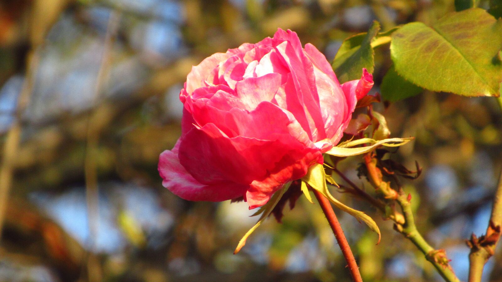 Canon PowerShot SX620 HS sample photo. Rosa, flower, spring photography