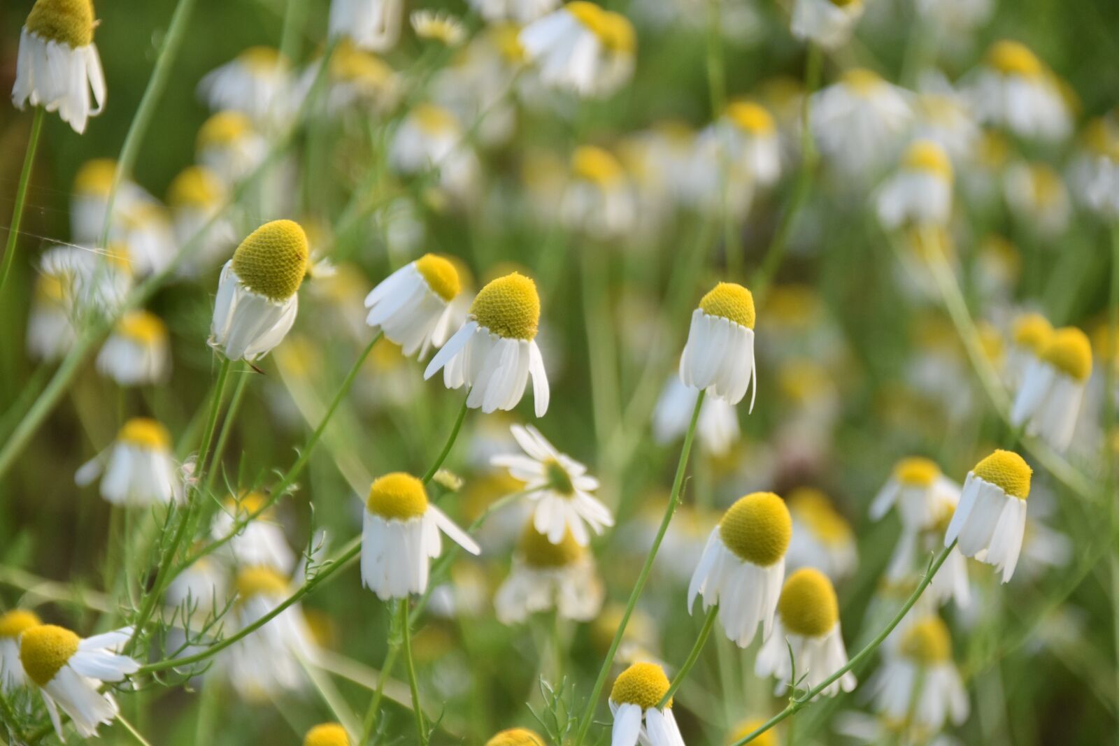 Nikon D5600 sample photo. Flowers, flower, plants photography